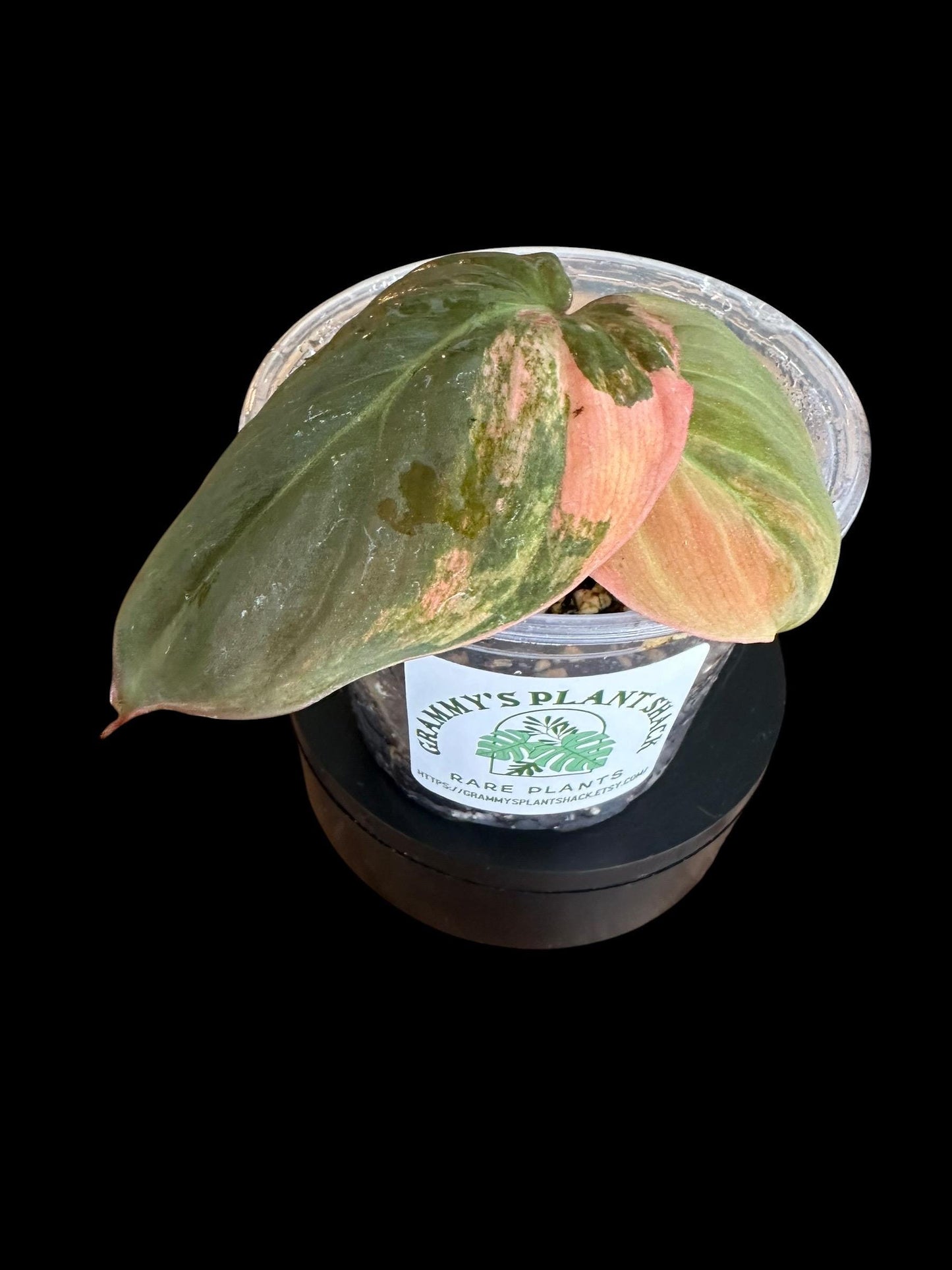 VM101 Variegated pink mican cuttings. Exact plant