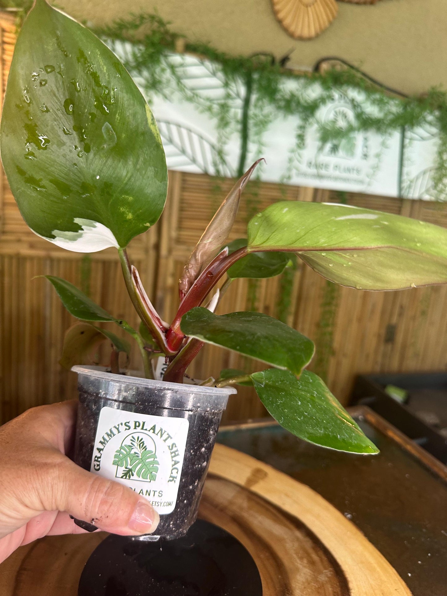 WK701 White knight Philodendron 4” pilot exact plant.