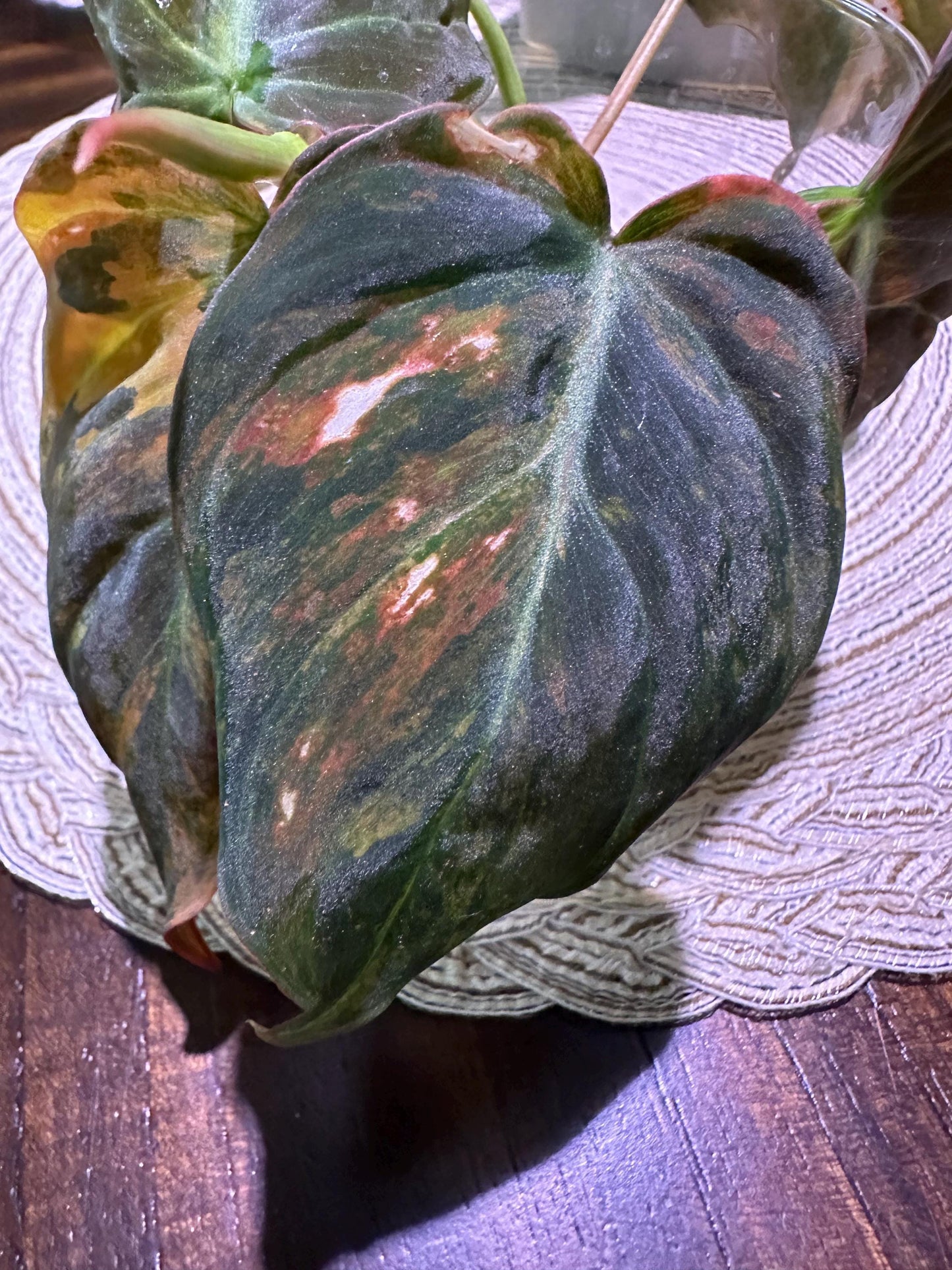 Variegated aura pink mican cuttings. Growers choice will show options and you can choose