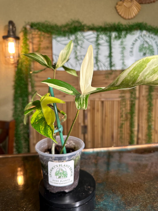 FB1 Florida Beauty 4” pot exact plant