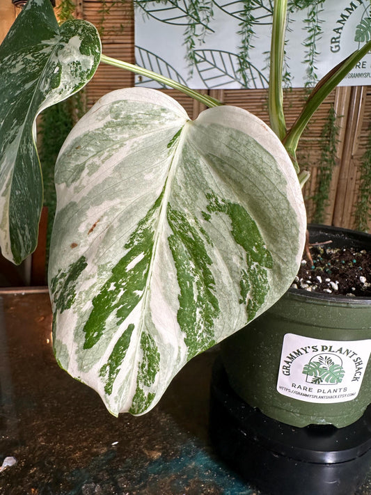 A-954 Monstera 'White Variegated Borsigiana' 6” pot EXACT PLANT A-954