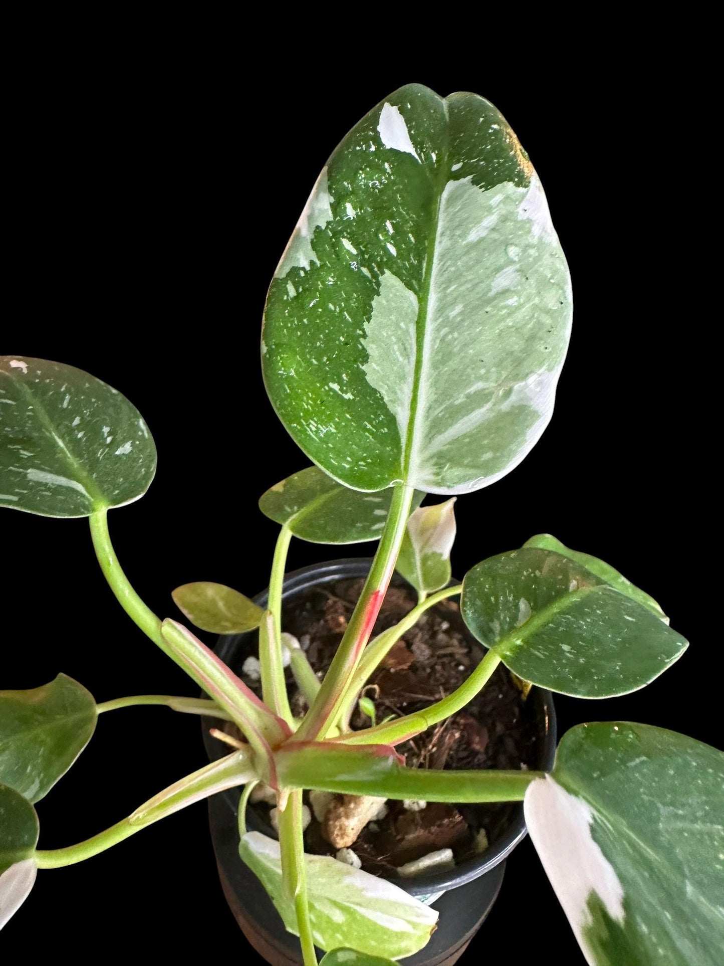 WP99 White Princess Philodendron 4” pilot exact plant.