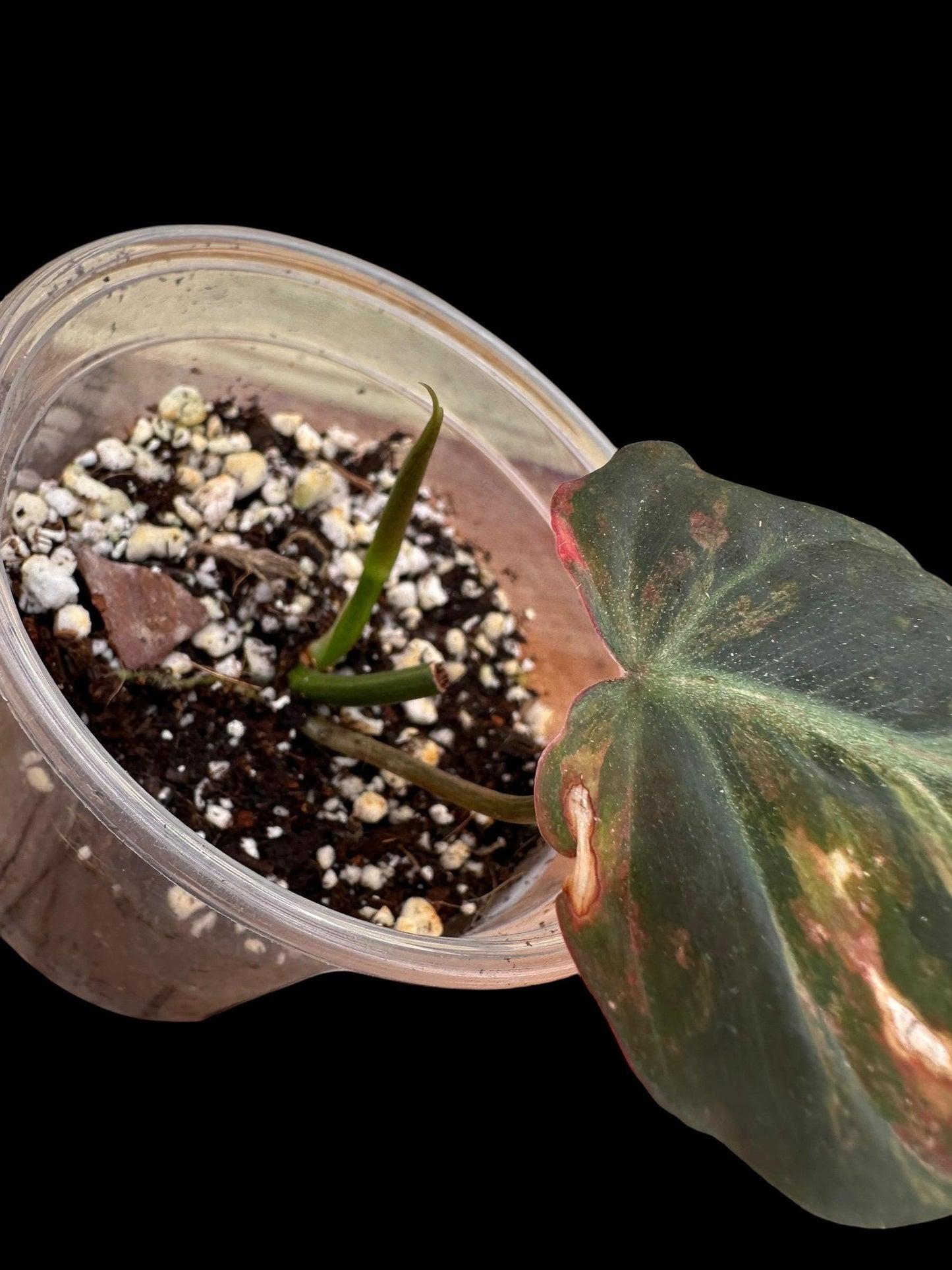 Variegated aura pink mican cuttings. Growers choice will show options and you can choose