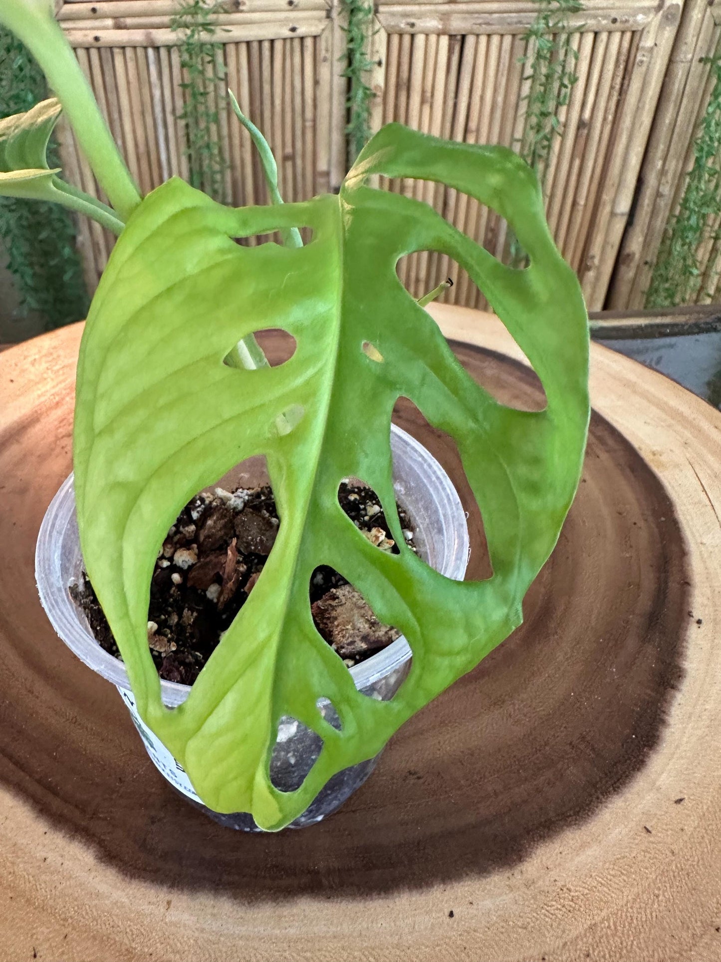 Variegated Monstera Adansonii