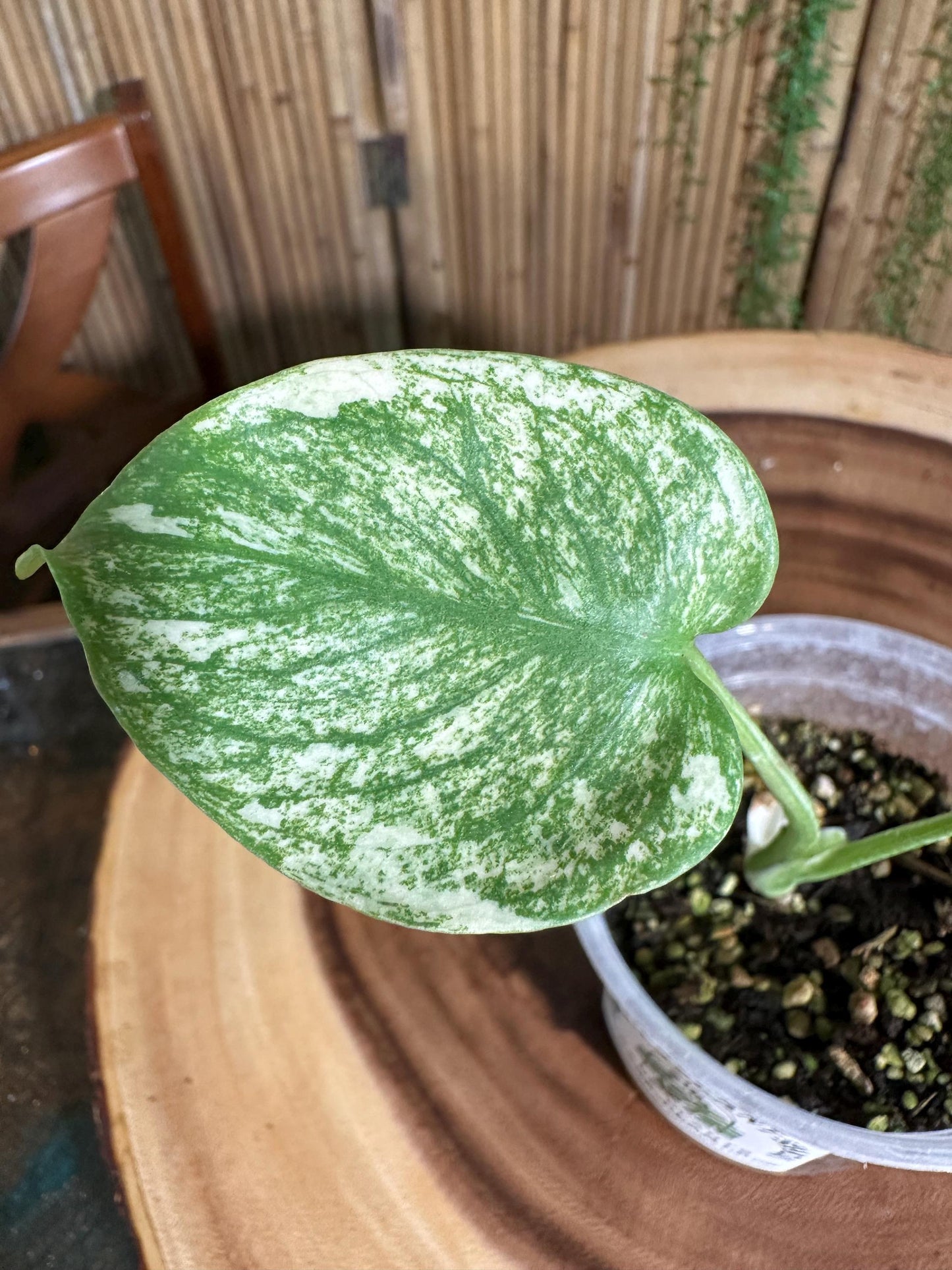 WM15 Monstera 'White Monster Variegated Borsigiana' 4 pot EXACT PLANT