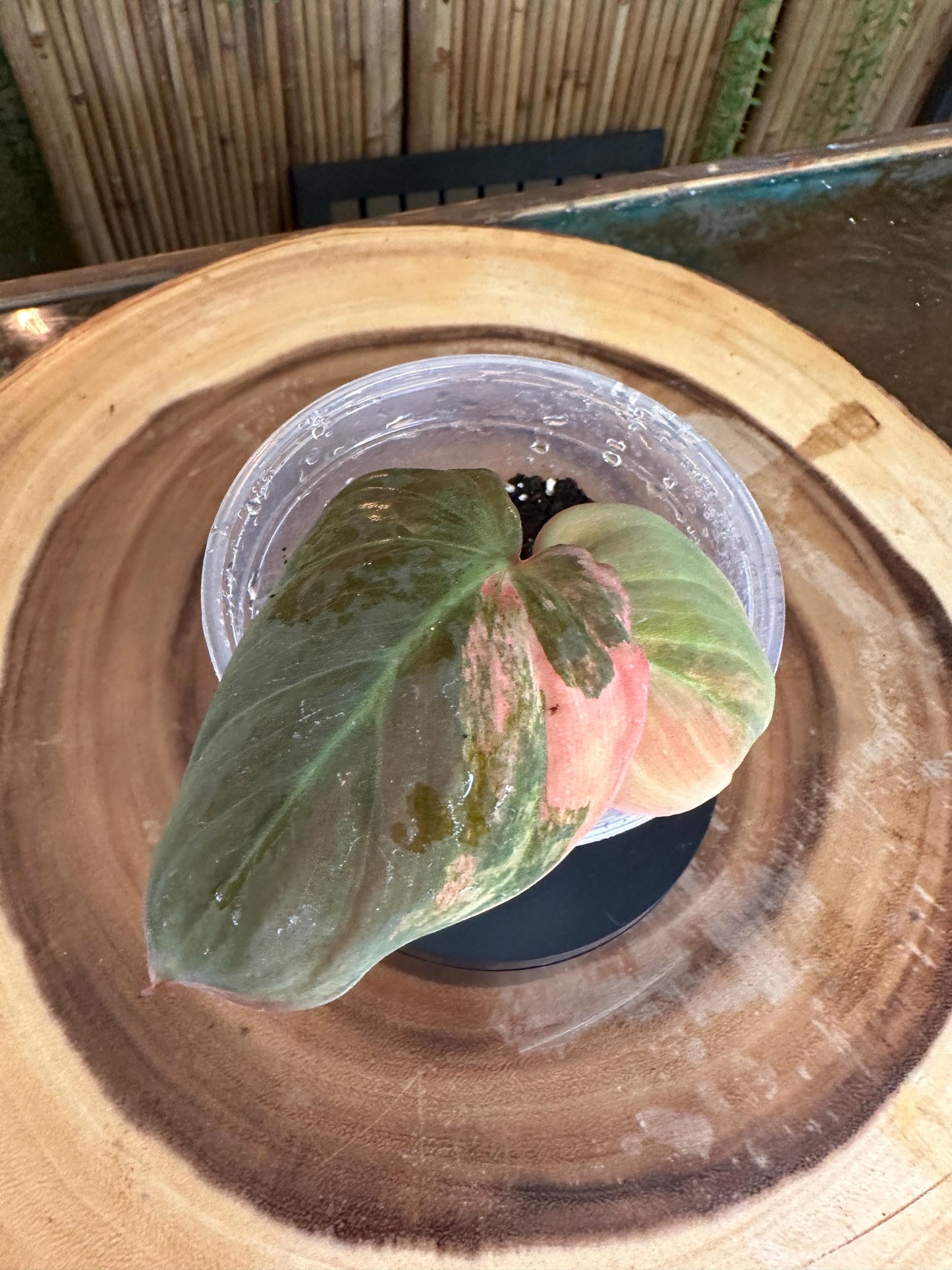 VM101 Variegated pink mican cuttings. Exact plant