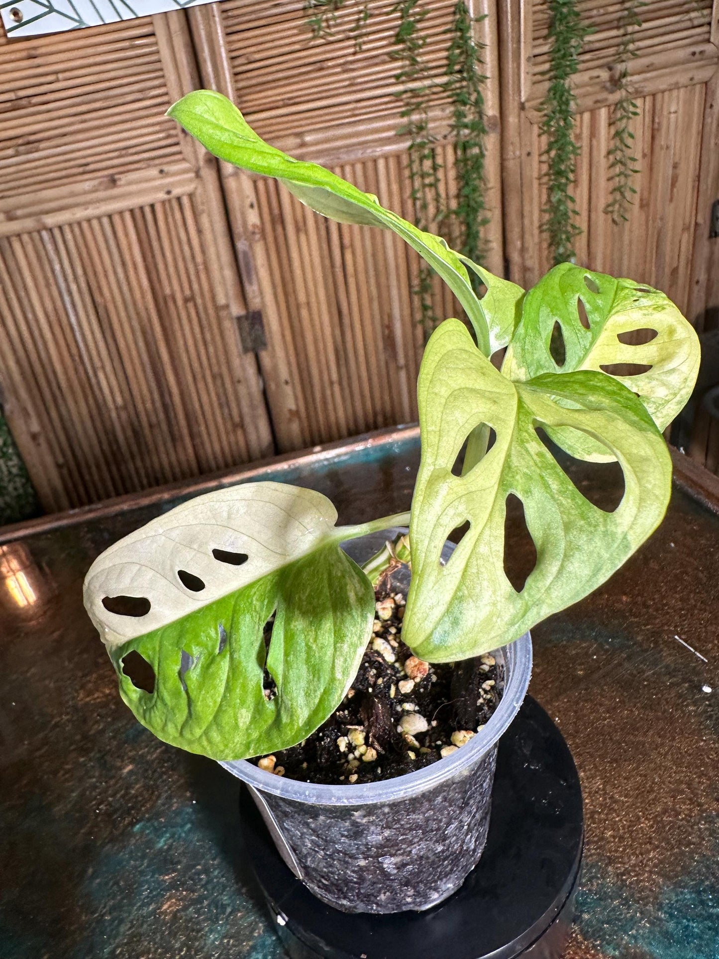 VA12  EXACT PLANT Variegated Monstera Adansonii