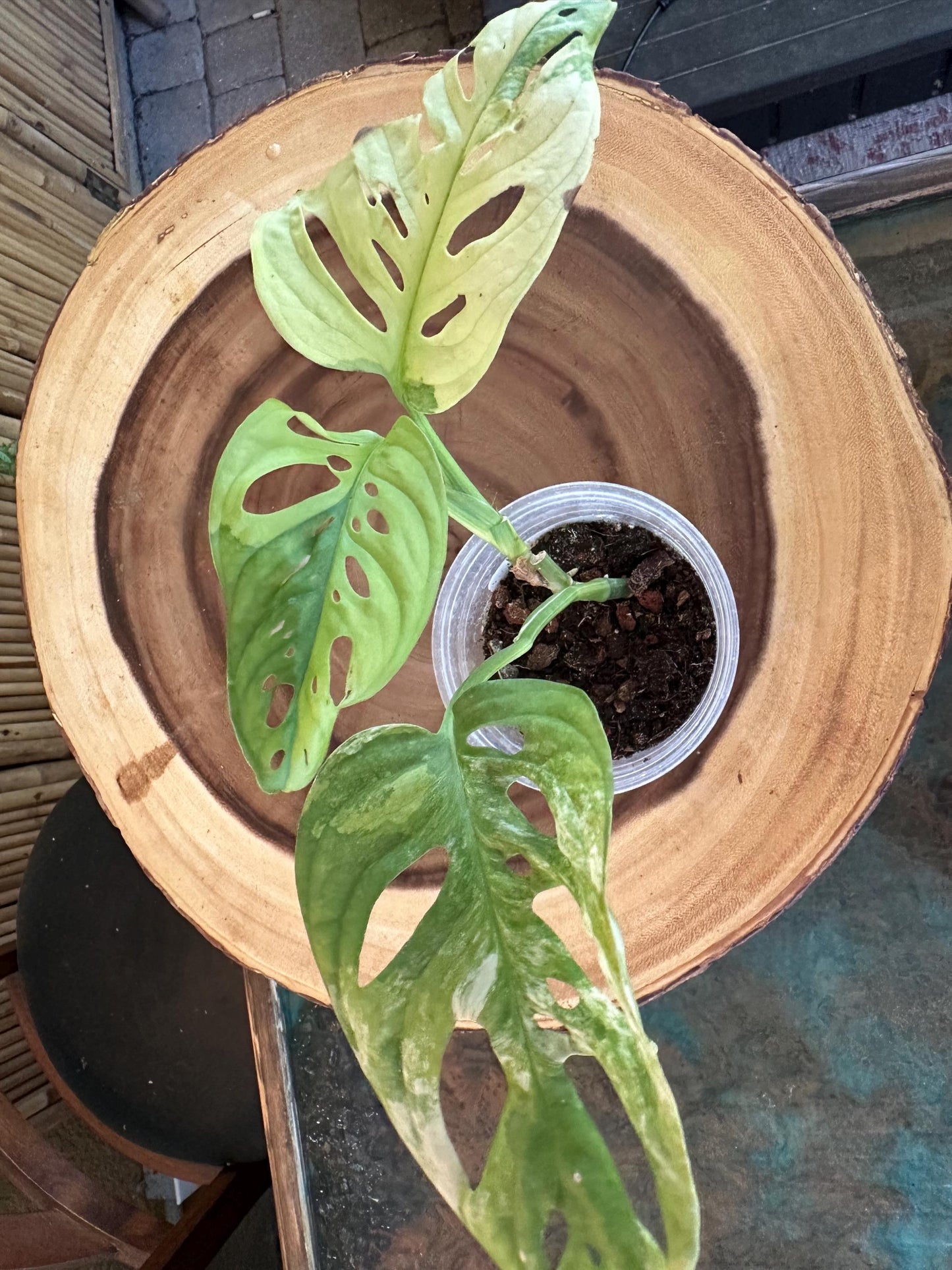 VA51 Variegated Monstera Adansonii exact plant