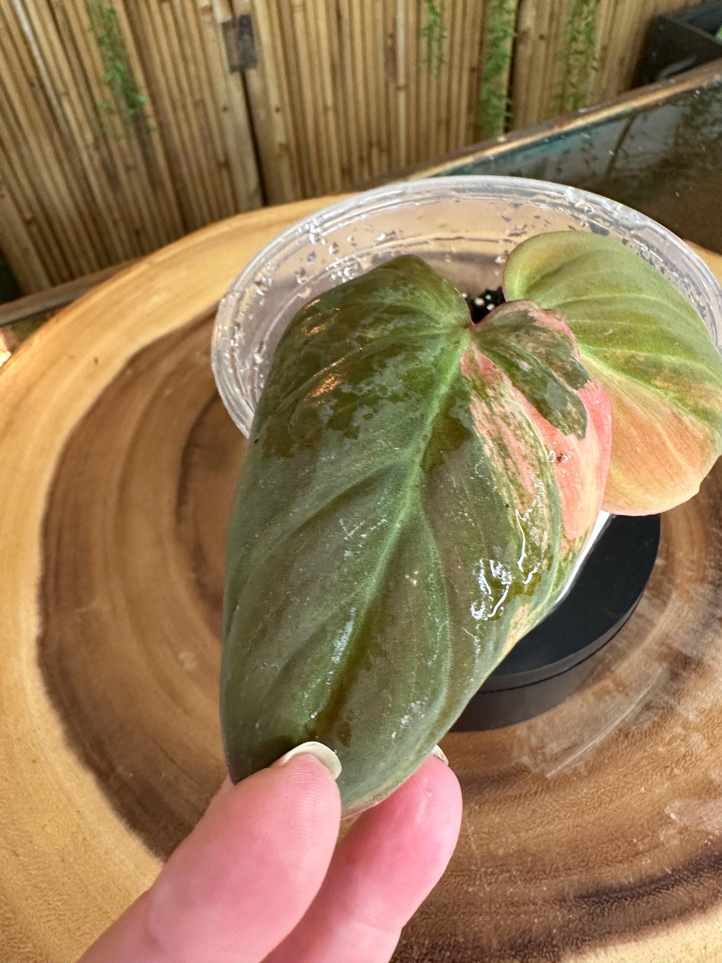VM101 Variegated pink mican cuttings. Exact plant