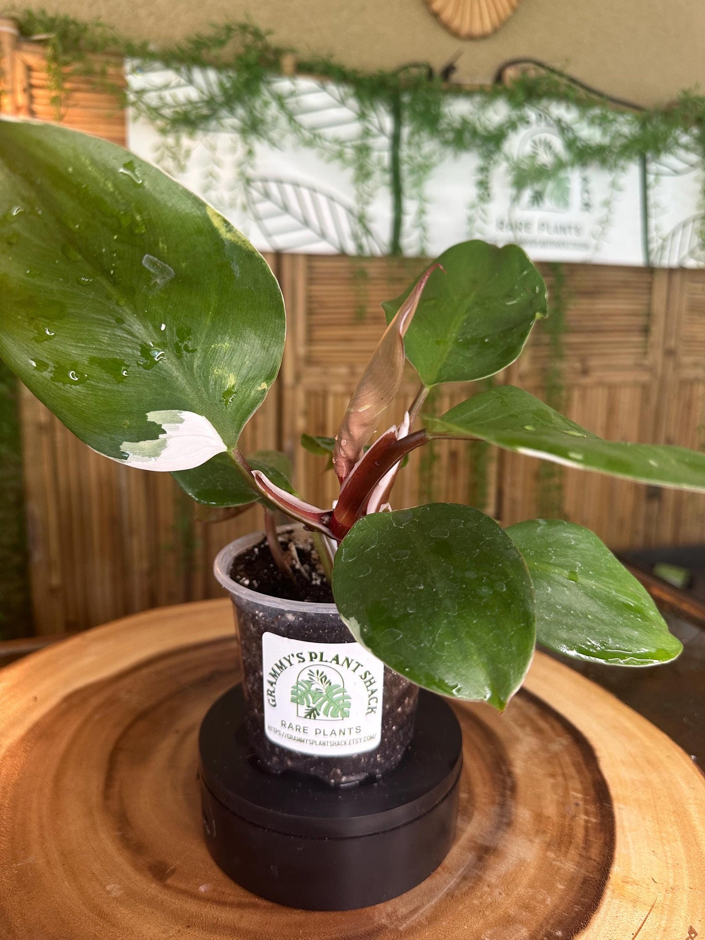 WK701 White knight Philodendron 4” pilot exact plant.