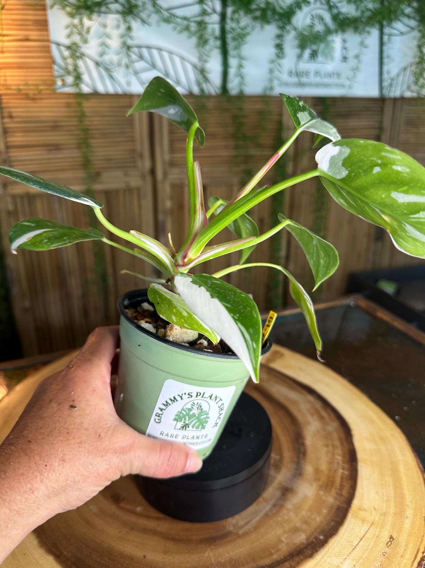 WP99 White  Princess Philodendron 4” pilot exact plant.