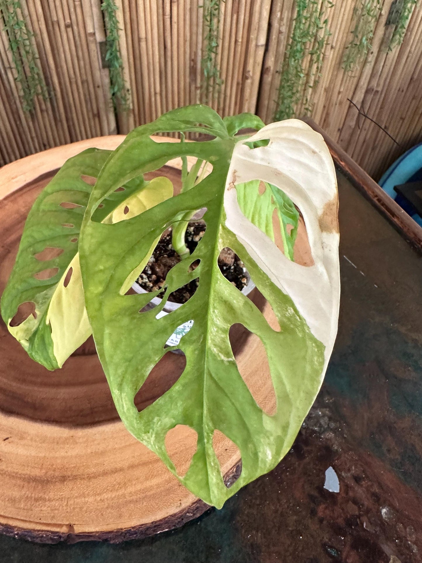 Variegated Monstera Adansonii