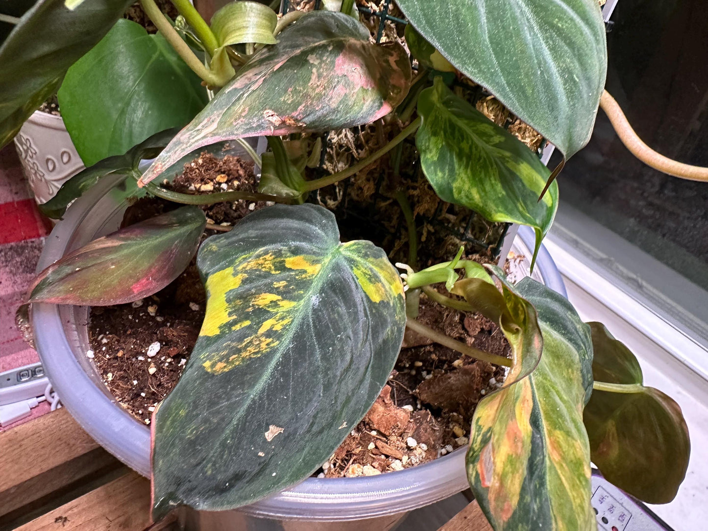 Variegated aura pink mican cuttings. Growers choice will show options and you can choose
