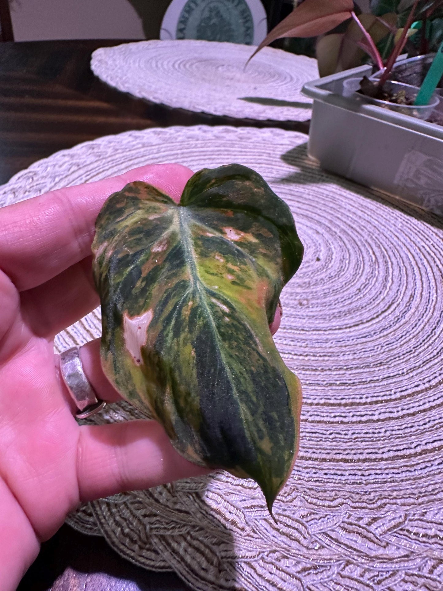 Variegated aura pink mican cuttings. Growers choice will show options and you can choose