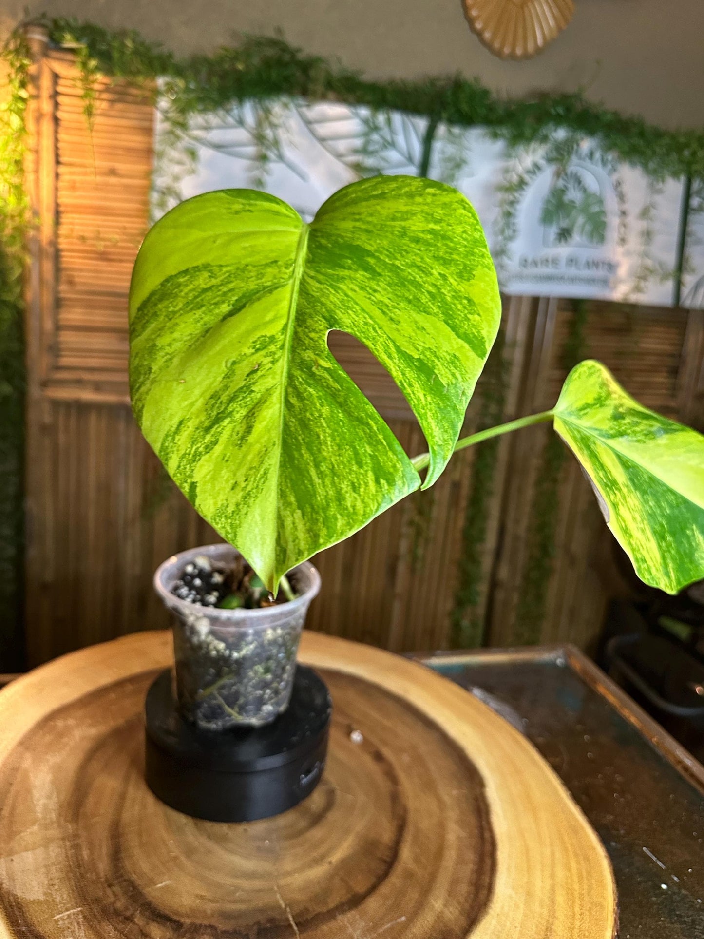 MA64 Monstera Aurea Plant – Variegated Tropical Houseplant, 4” Pot