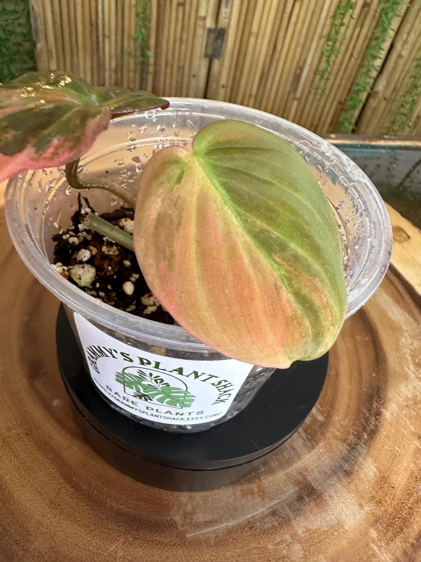 VM101 Variegated pink mican cuttings. Exact plant