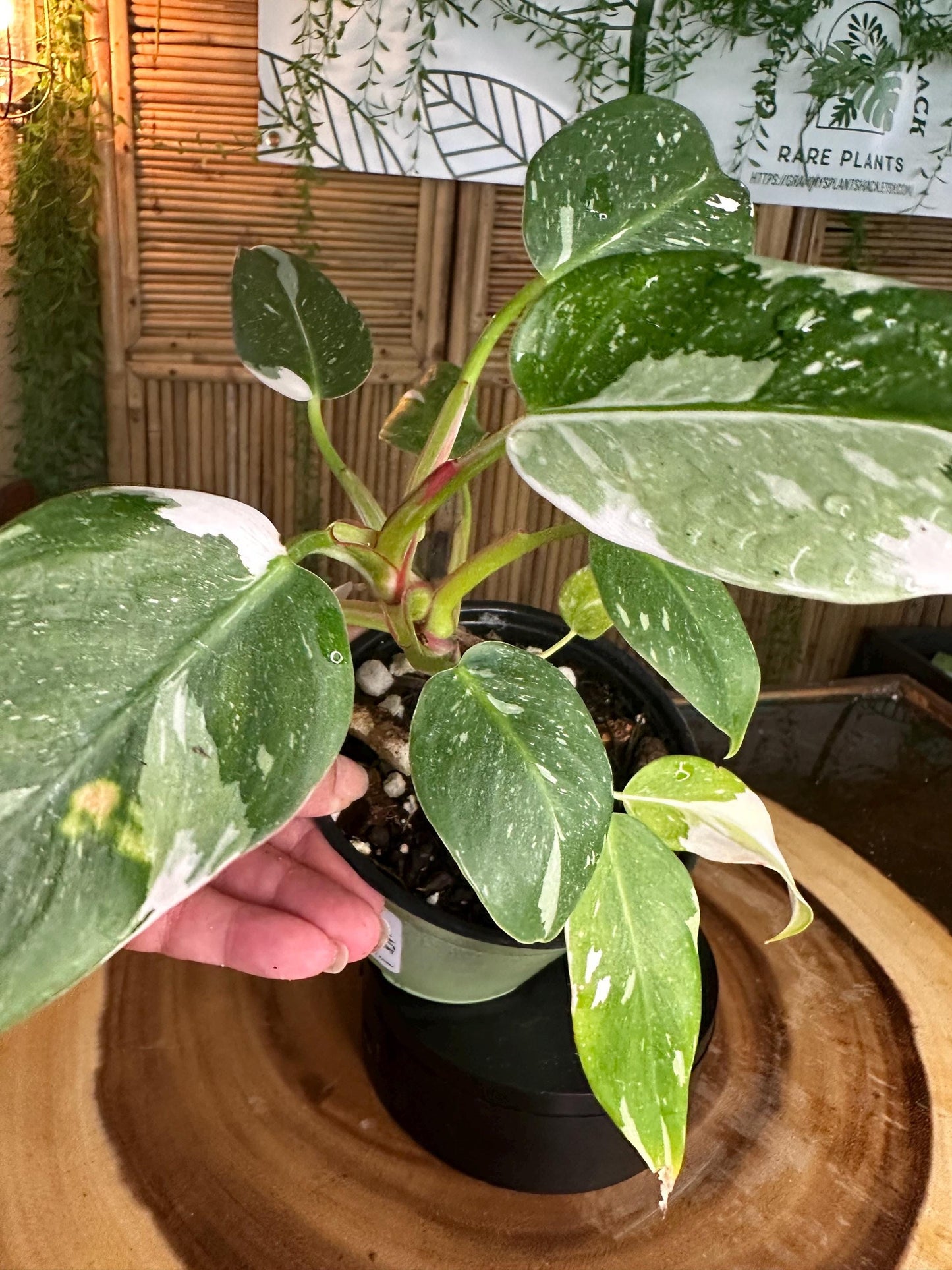 WP99 White  Princess Philodendron 4” pilot exact plant.