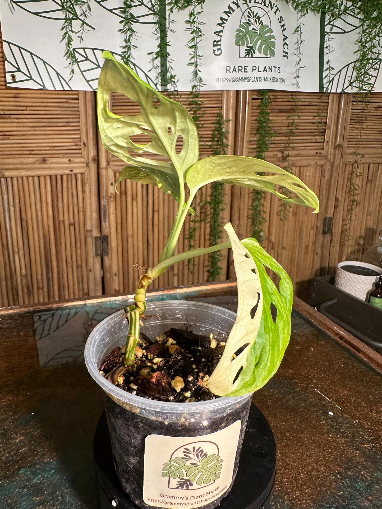 VA12  EXACT PLANT Variegated Monstera Adansonii