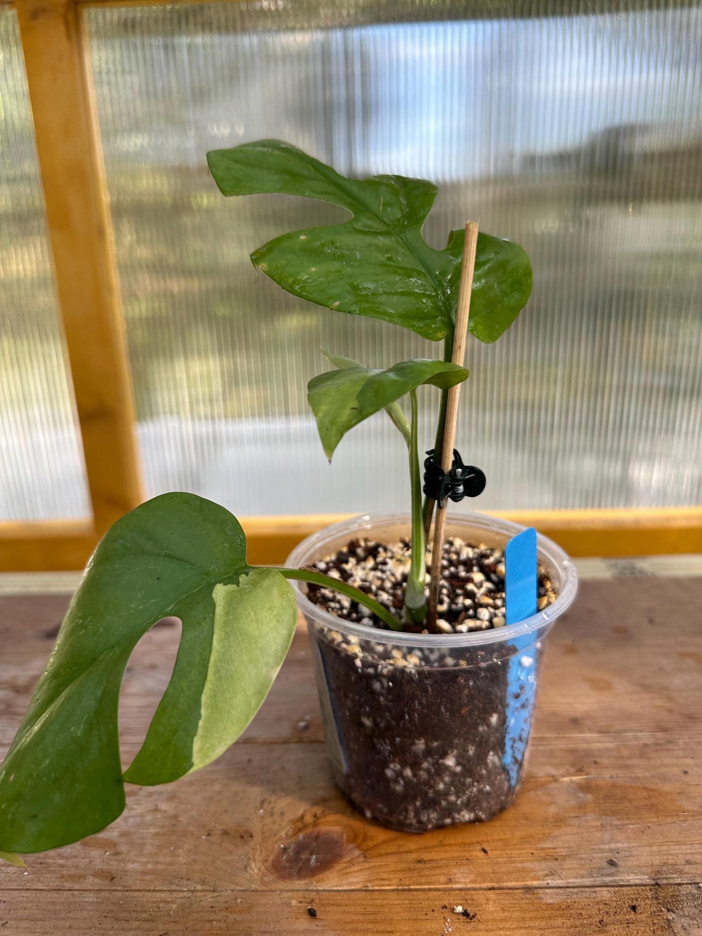 Variegated Tetrasperma (Rhaphidophora tetrasperma) also known as Mini Monstera 101 EXACT PLANT
