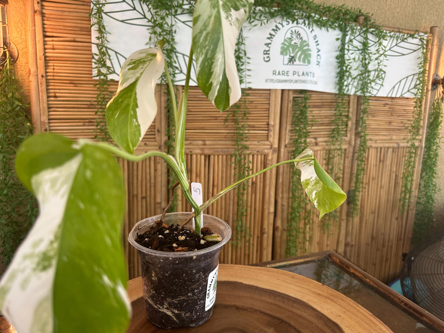 A5 Monstera Albo “White Variegated Borsigiana' 7” EXACT PLANT A-5