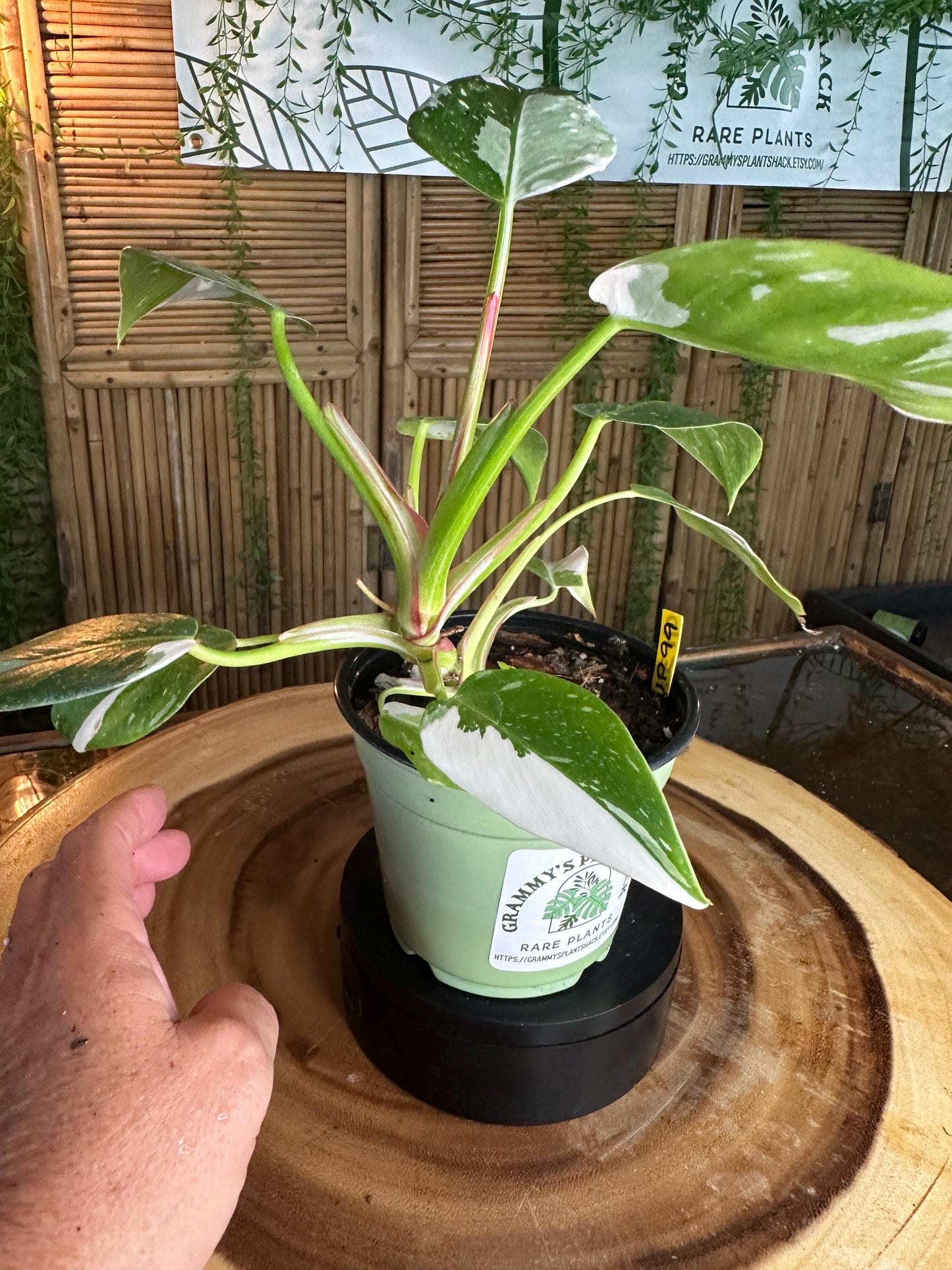 WP99 White  Princess Philodendron 4” pilot exact plant.