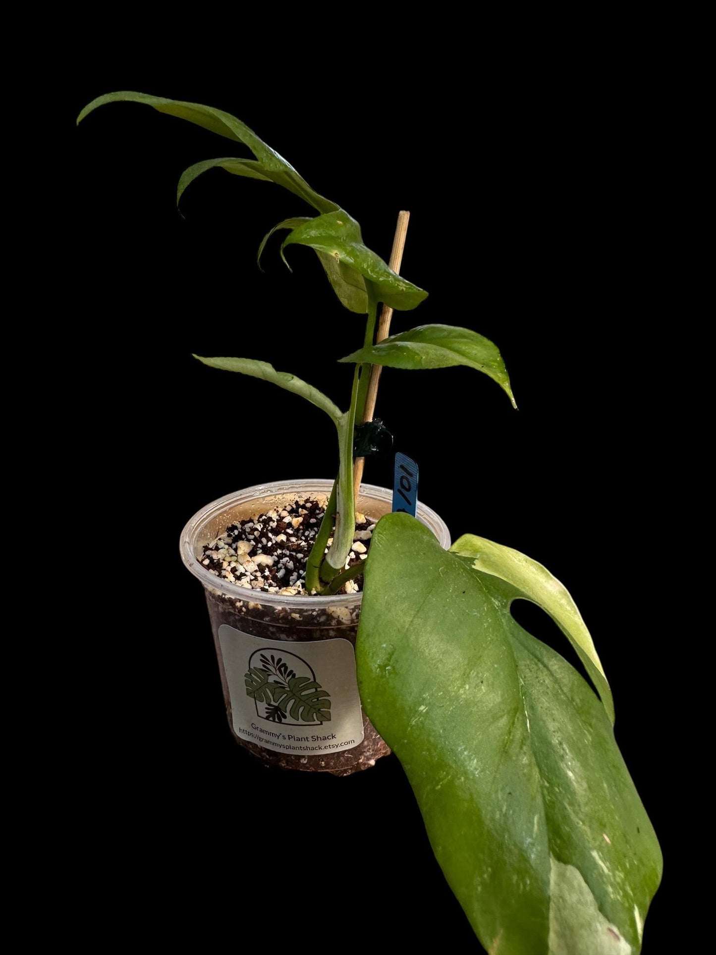 Variegated Tetrasperma (Rhaphidophora tetrasperma) also known as Mini Monstera 101 EXACT PLANT