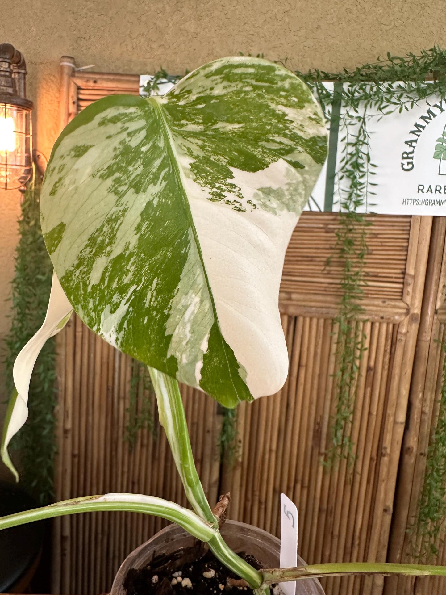 A5 Monstera Albo “White Variegated Borsigiana' 7” EXACT PLANT A-5