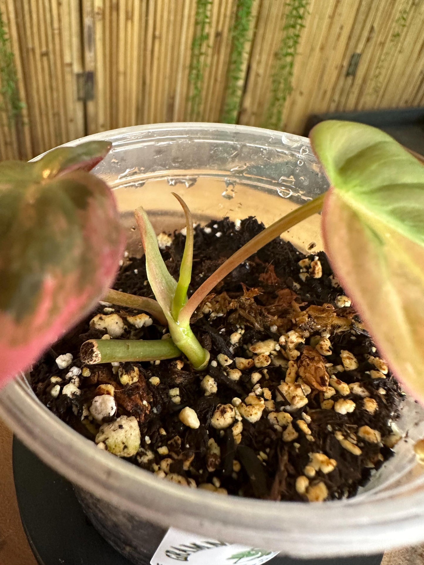 VM101 Variegated pink mican cuttings. Exact plant