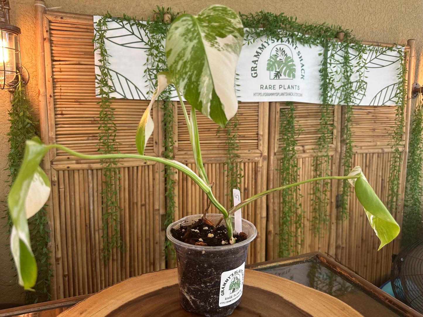 A5 Monstera Albo “White Variegated Borsigiana' 7” EXACT PLANT A-5