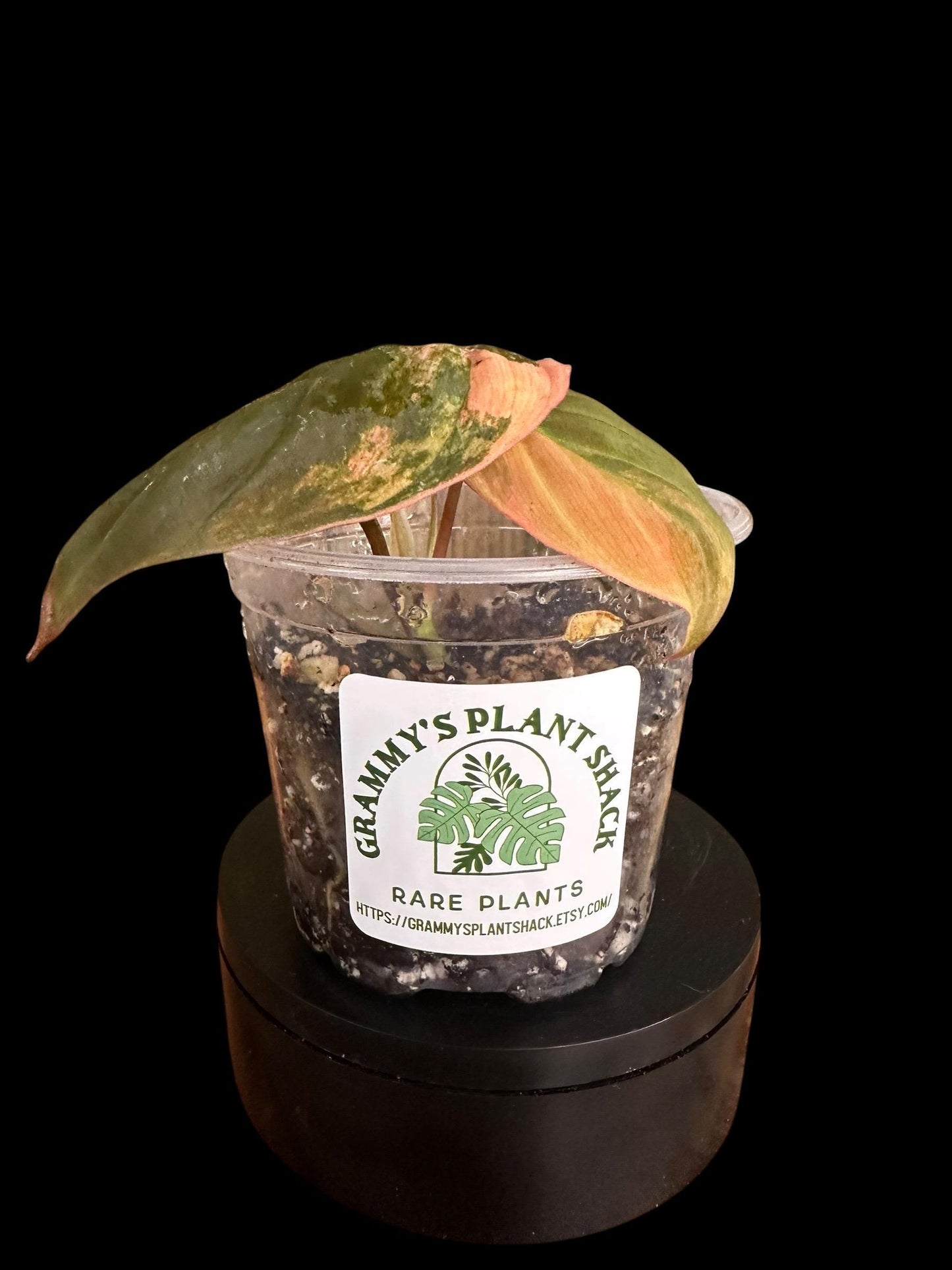 VM101 Variegated pink mican cuttings. Exact plant