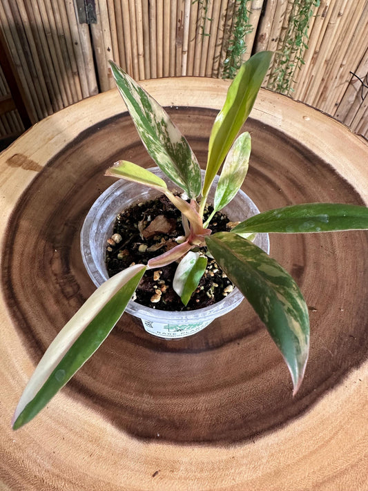 Cm11 Philodendron Caramel Marble exact plant 4” pot