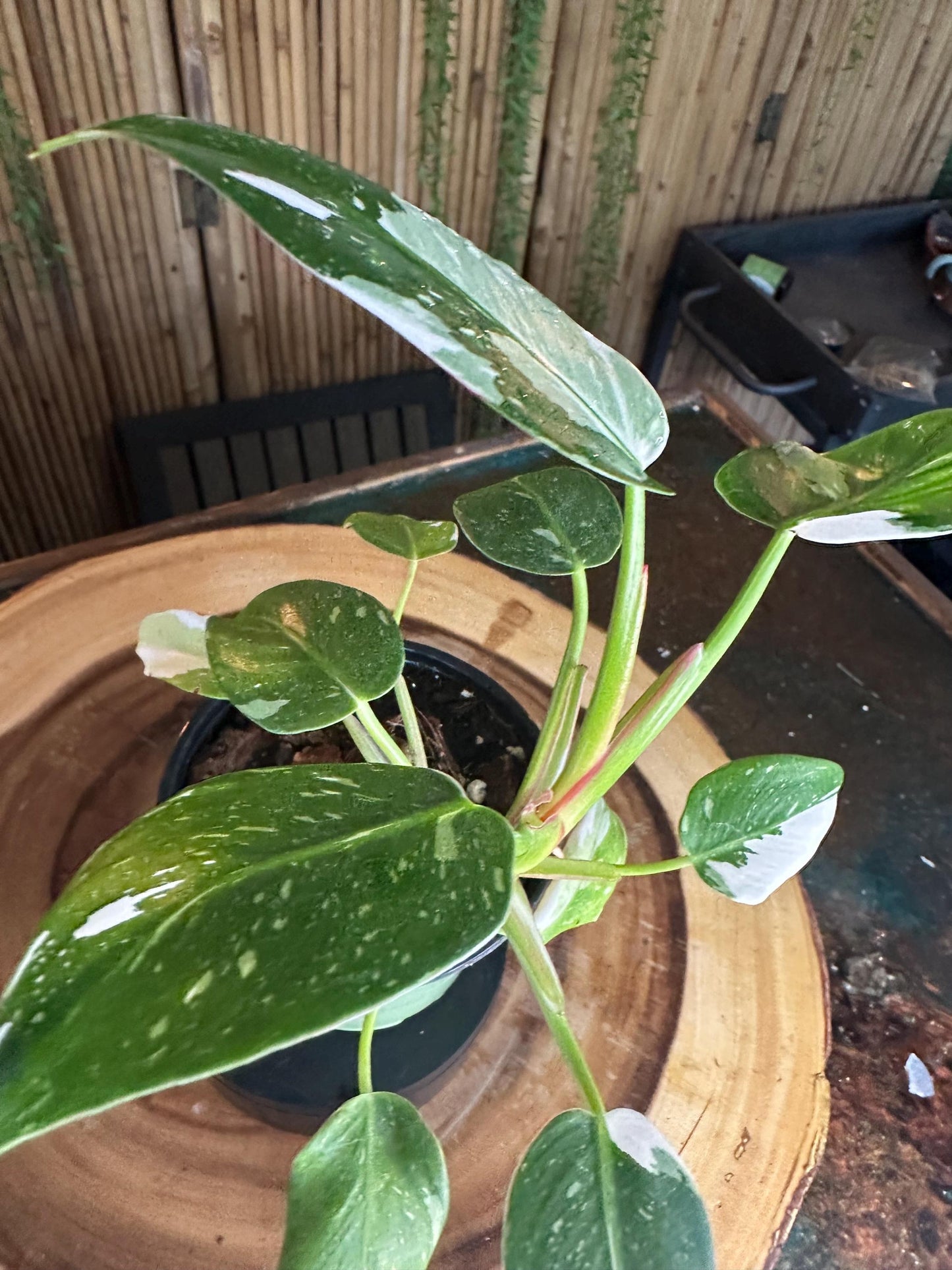 WP99 White  Princess Philodendron 4” pilot exact plant.