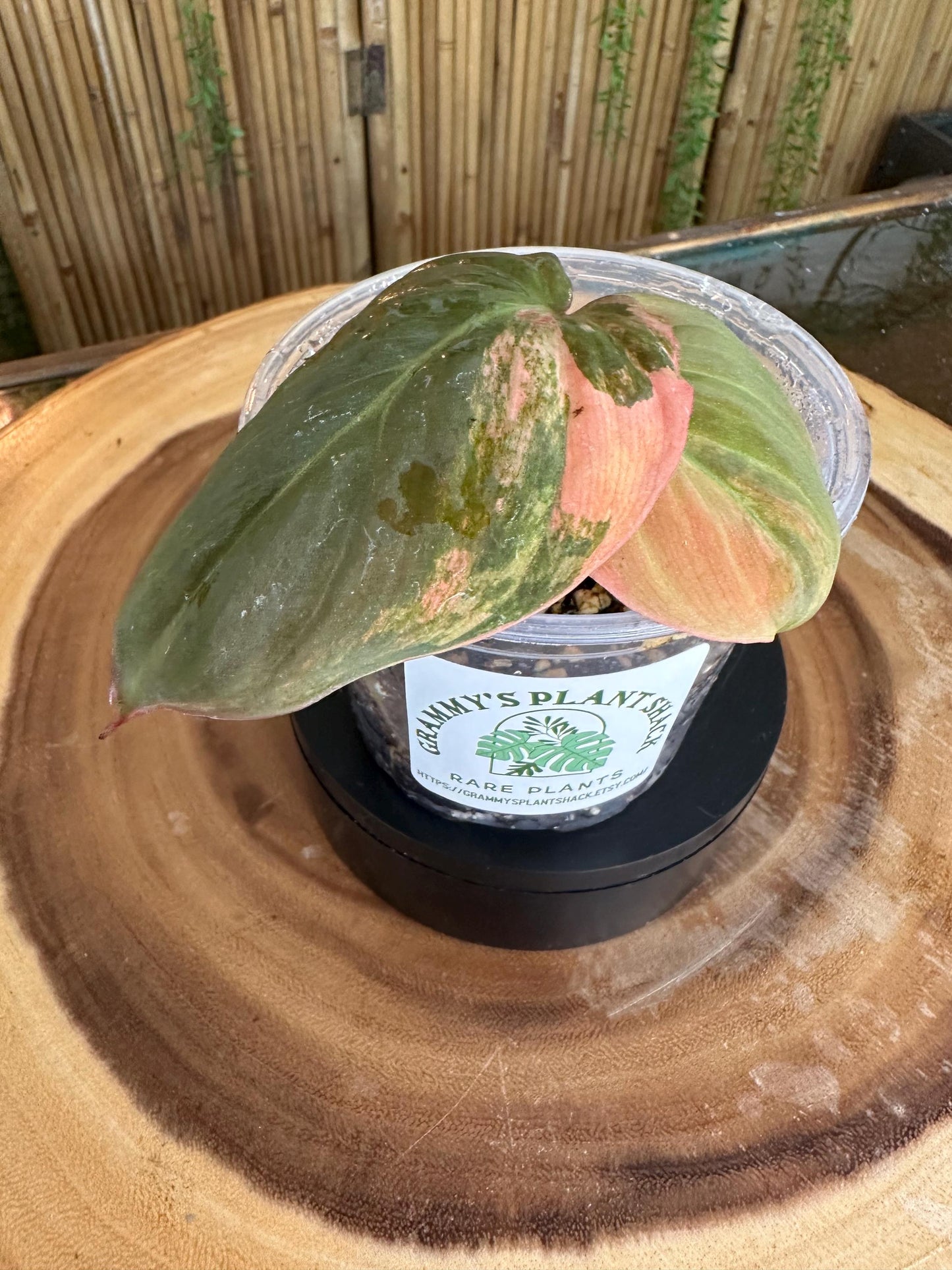 VM101 Variegated pink mican cuttings. Exact plant