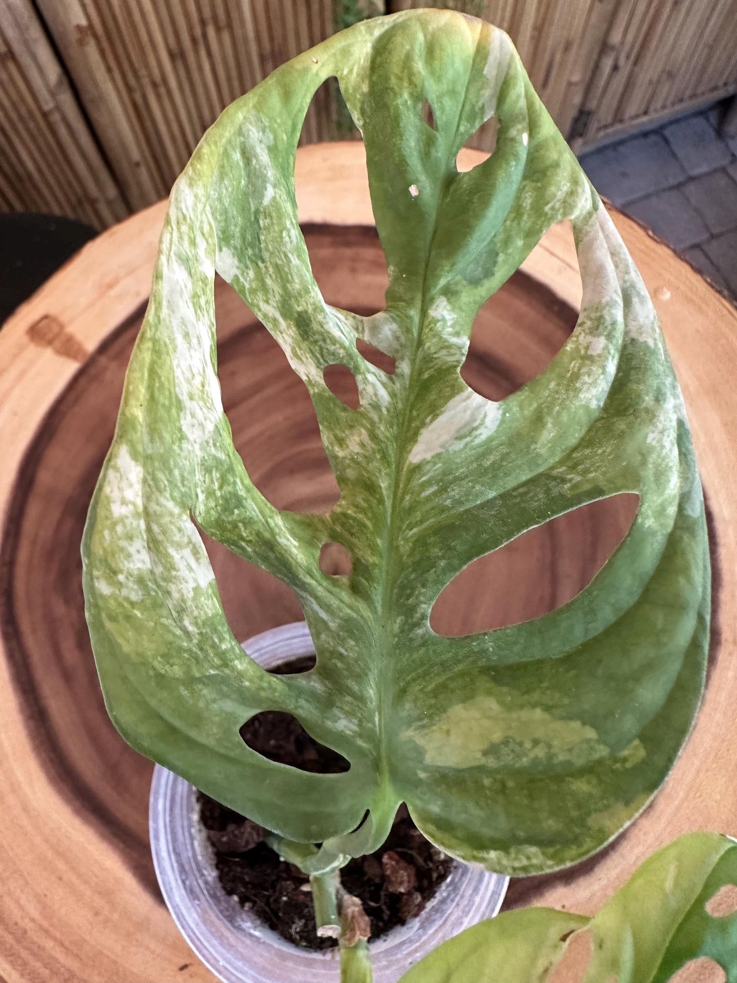 VA51 Variegated Monstera Adansonii exact plant