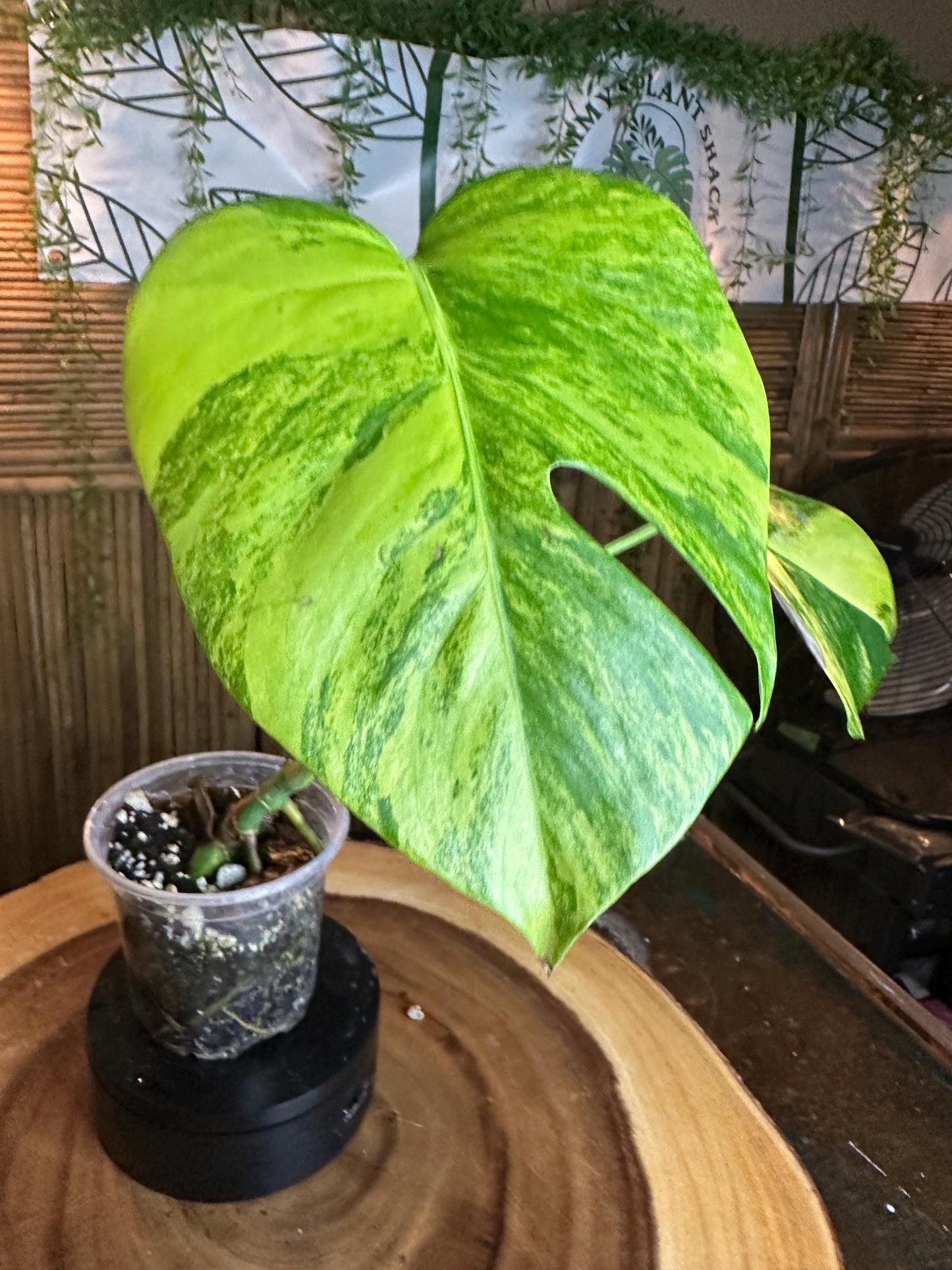 MA64 Monstera Aurea Plant – Variegated Tropical Houseplant, 4” Pot