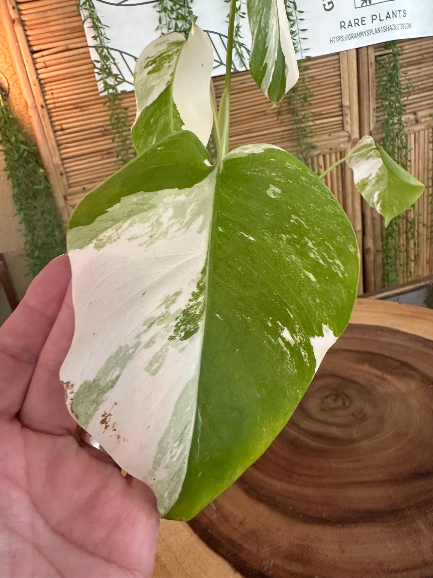 A5 Monstera Albo “White Variegated Borsigiana' 7” EXACT PLANT A-5