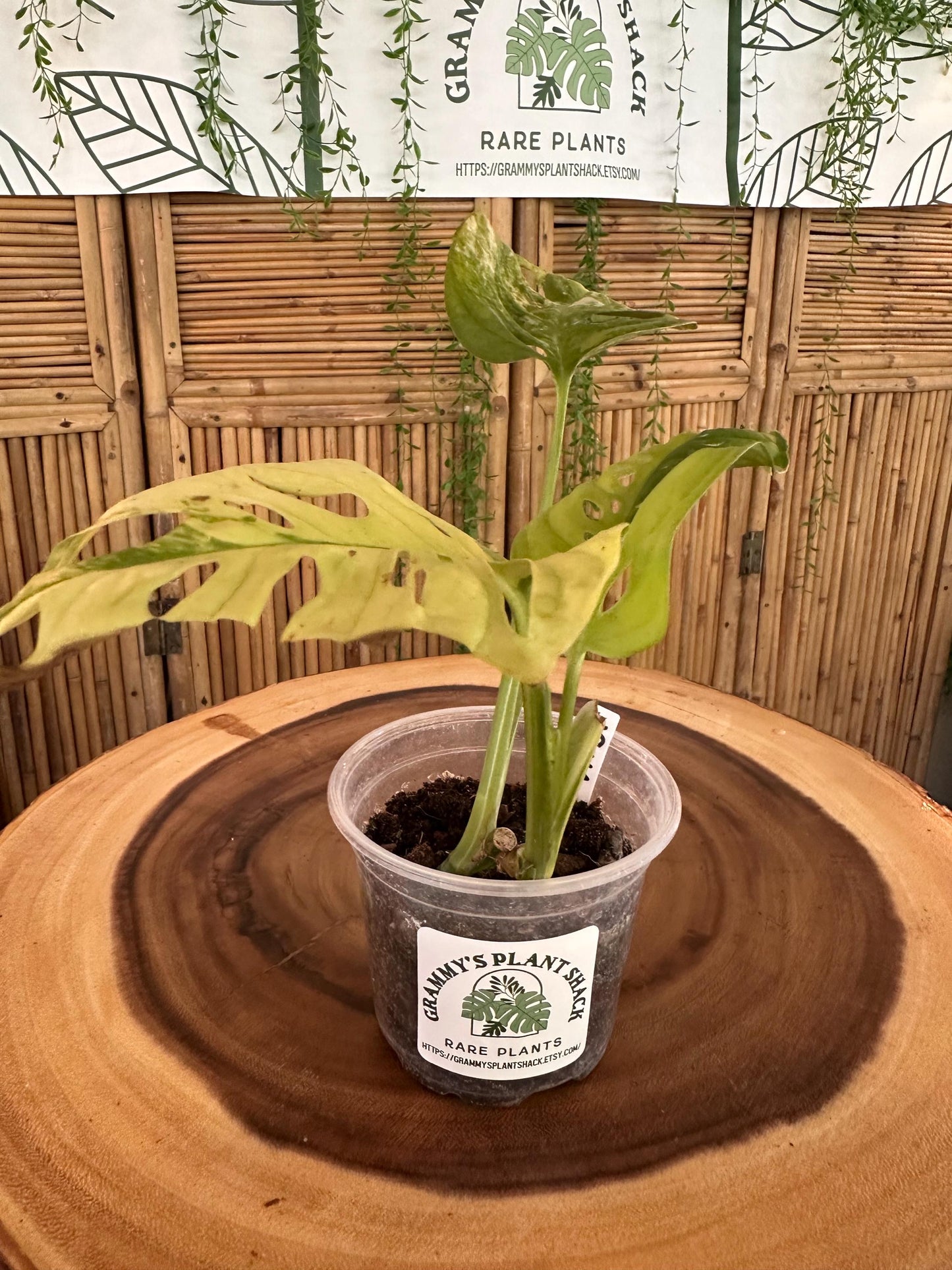 VA51 Variegated Monstera Adansonii exact plant