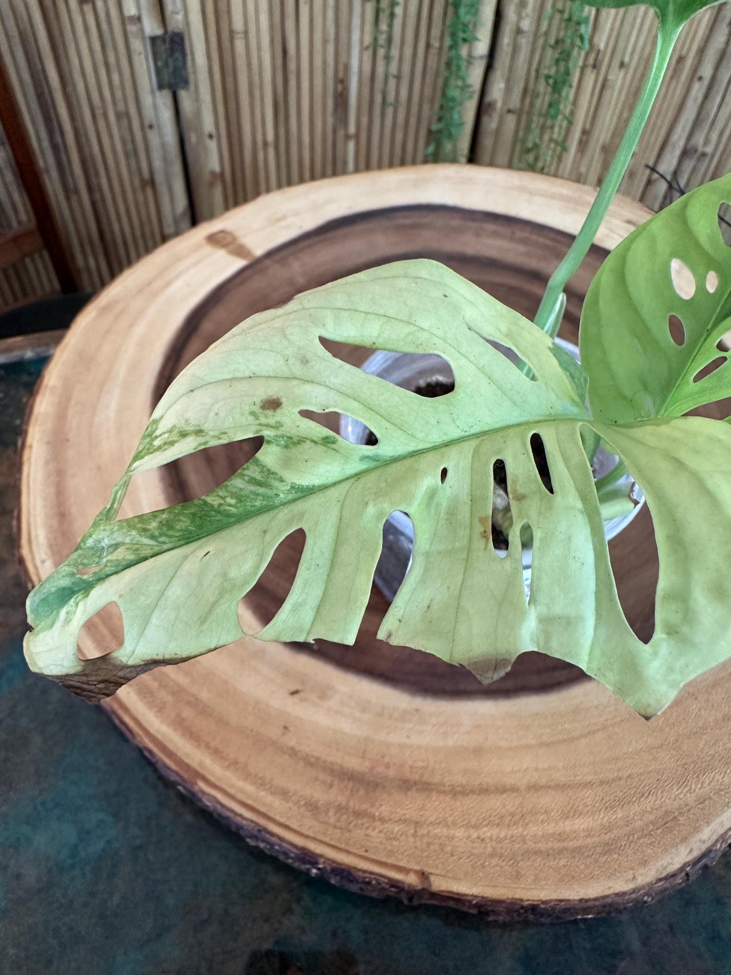 VA51 Variegated Monstera Adansonii exact plant