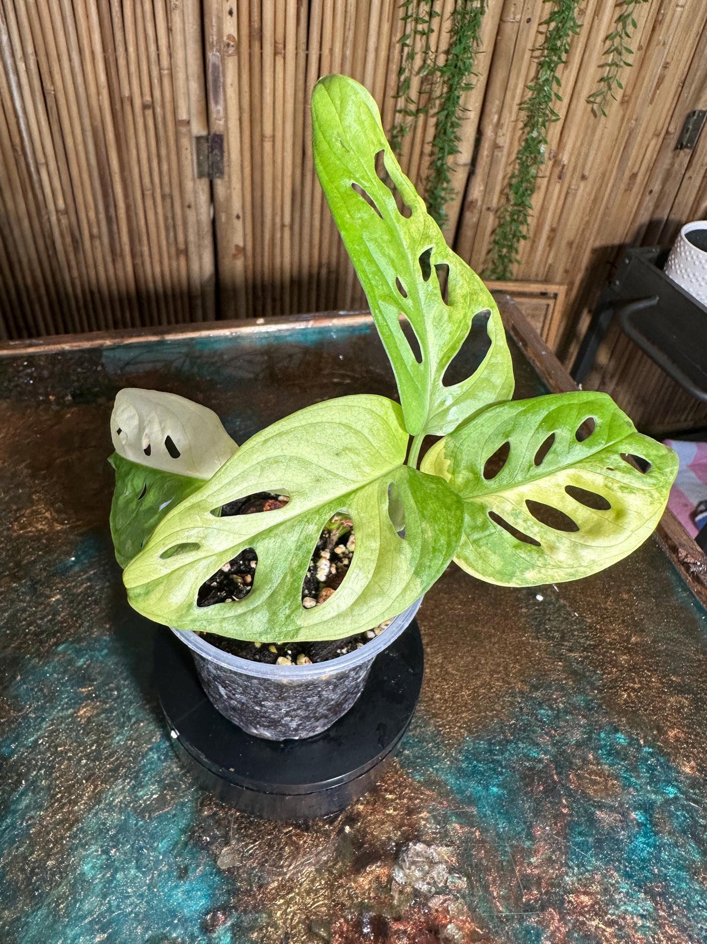 VA12  EXACT PLANT Variegated Monstera Adansonii