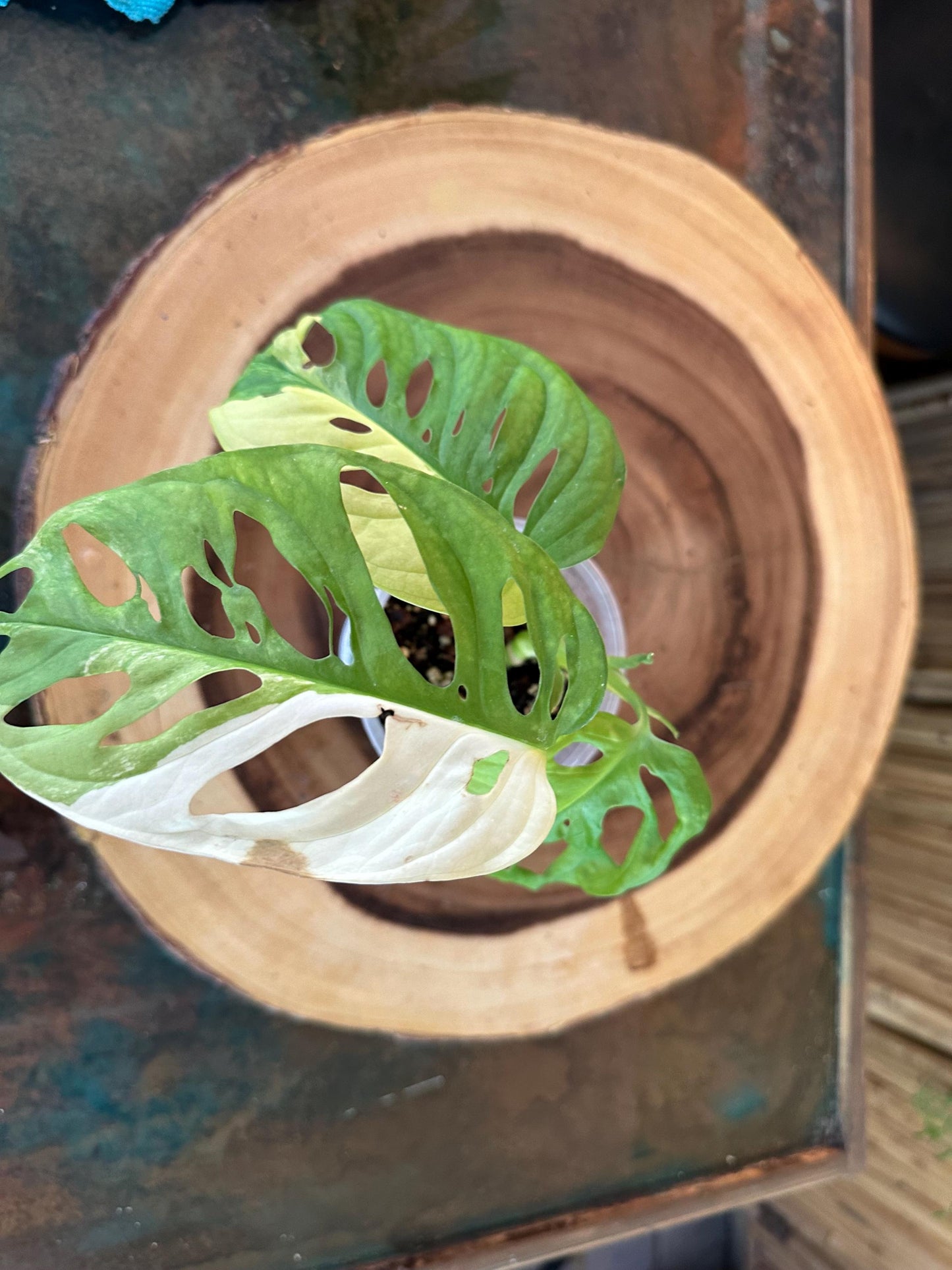Variegated Monstera Adansonii