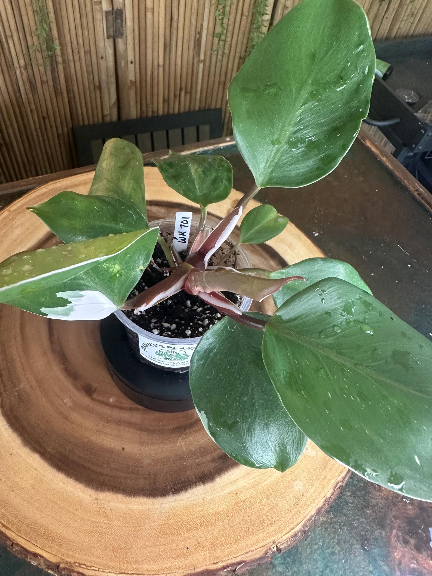 WK701 White knight Philodendron 4” pilot exact plant.