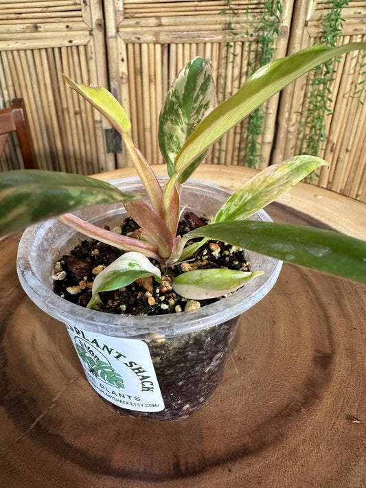 Cm11 Philodendron Caramel Marble exact plant 4” pot