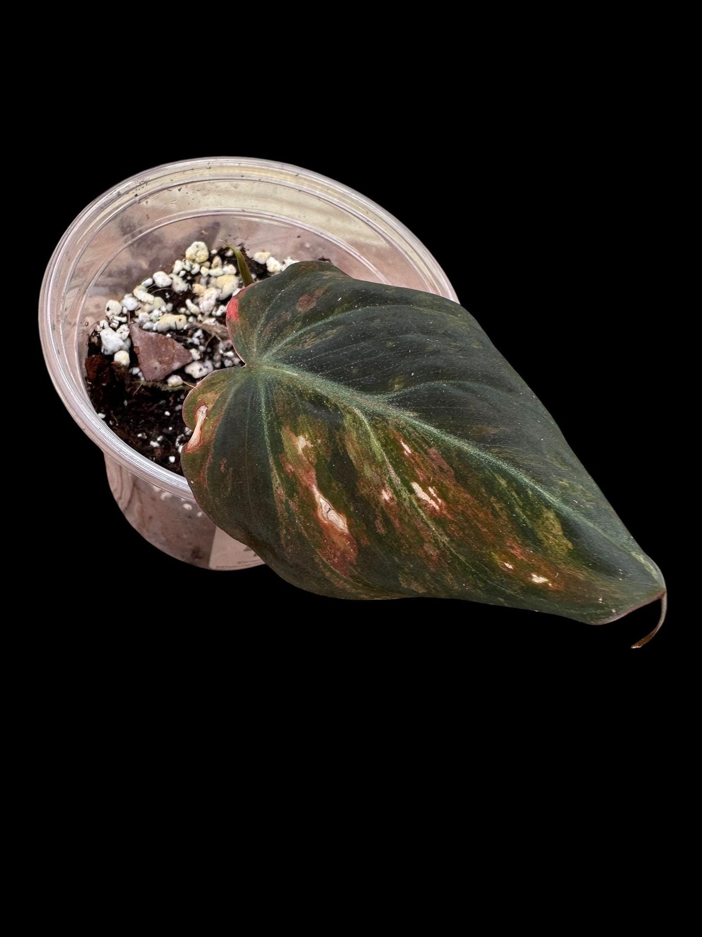 Variegated aura pink mican cuttings. Growers choice will show options and you can choose
