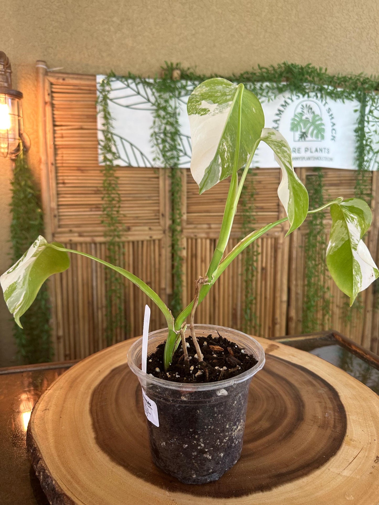 A5 Monstera Albo “White Variegated Borsigiana' 7” EXACT PLANT A-5