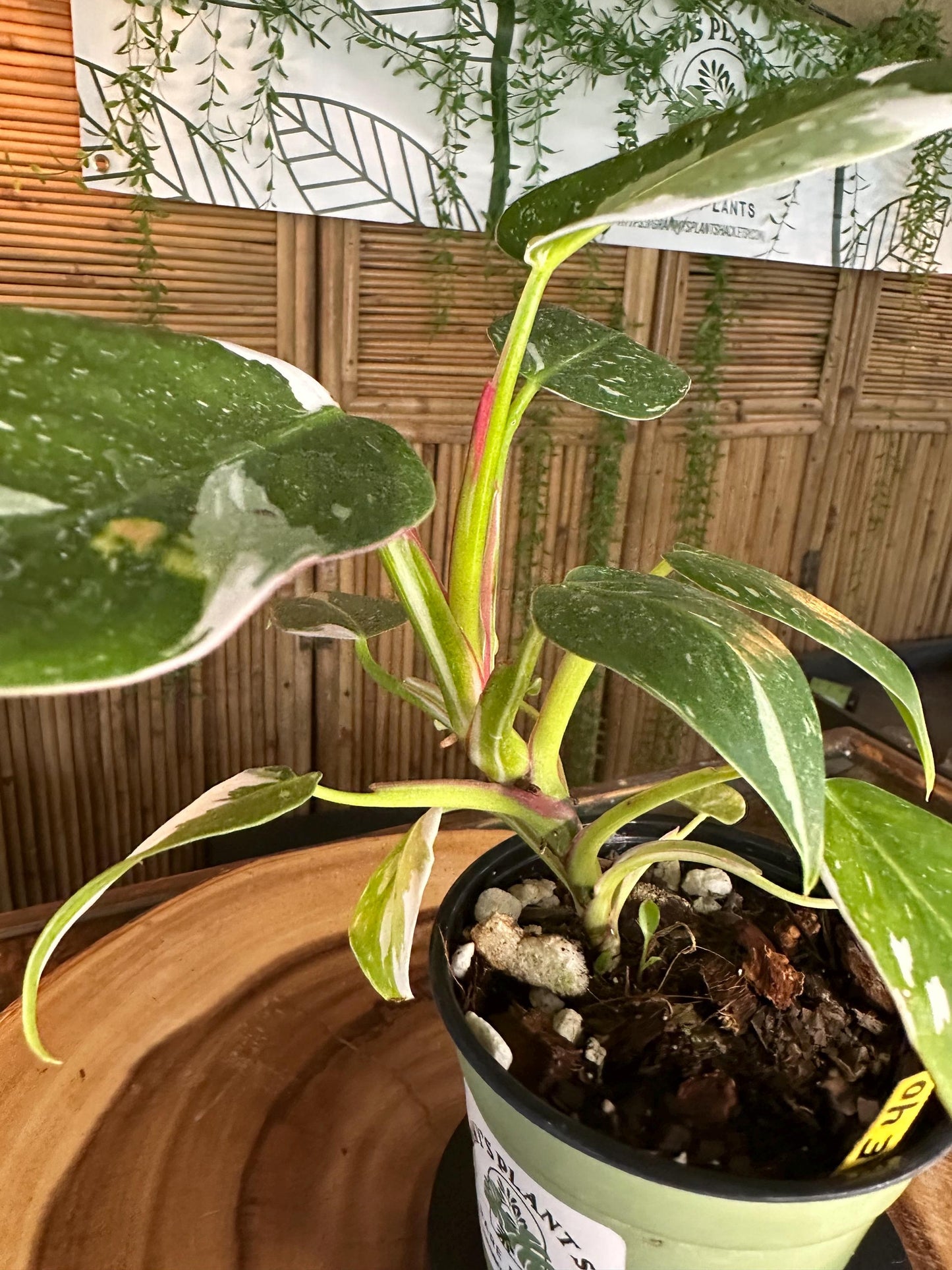 WP99 White  Princess Philodendron 4” pilot exact plant.