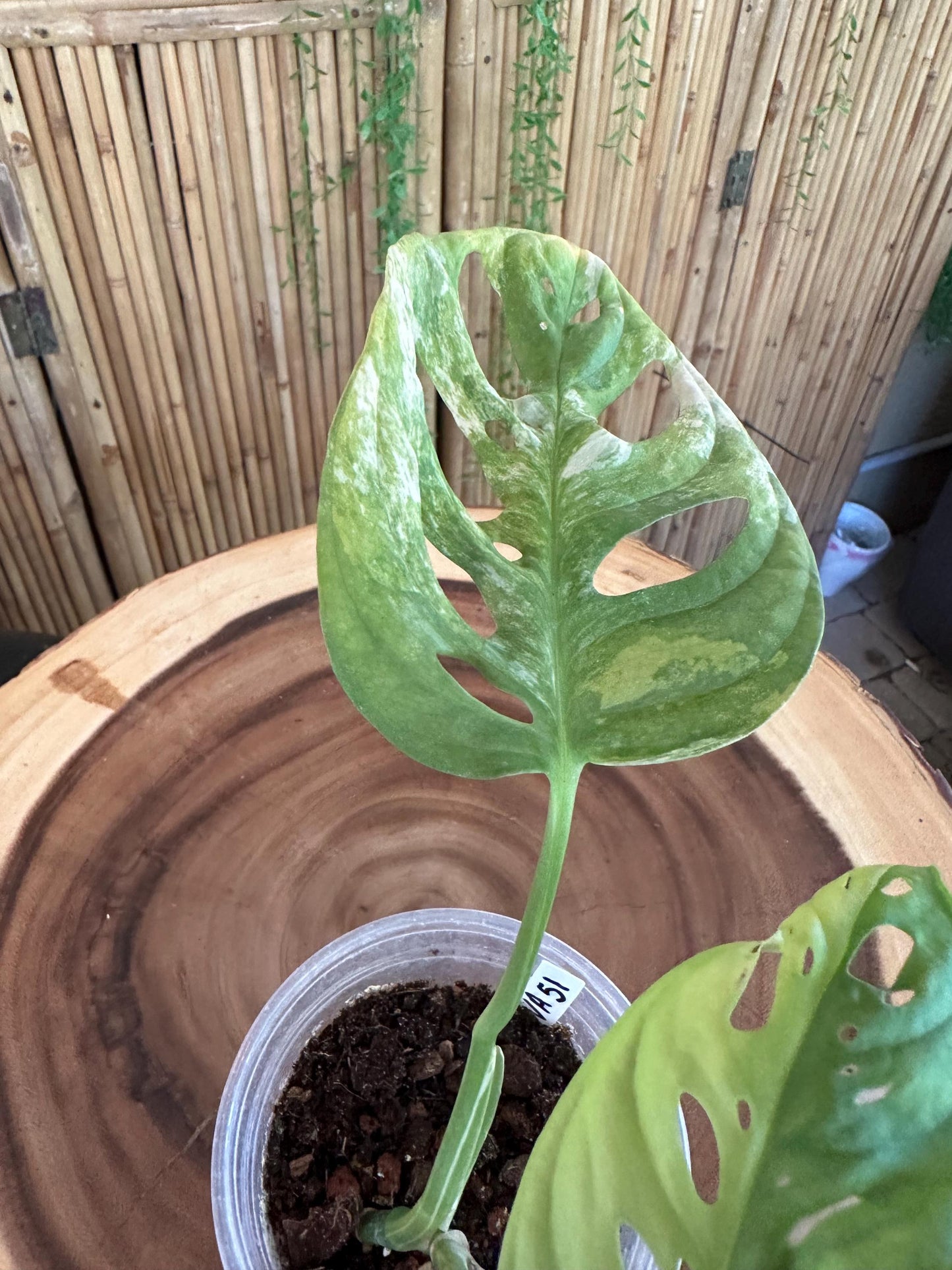 VA51 Variegated Monstera Adansonii exact plant