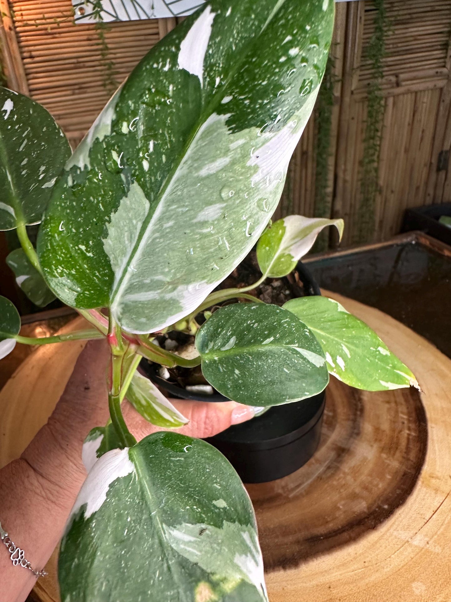 WP99 White  Princess Philodendron 4” pilot exact plant.