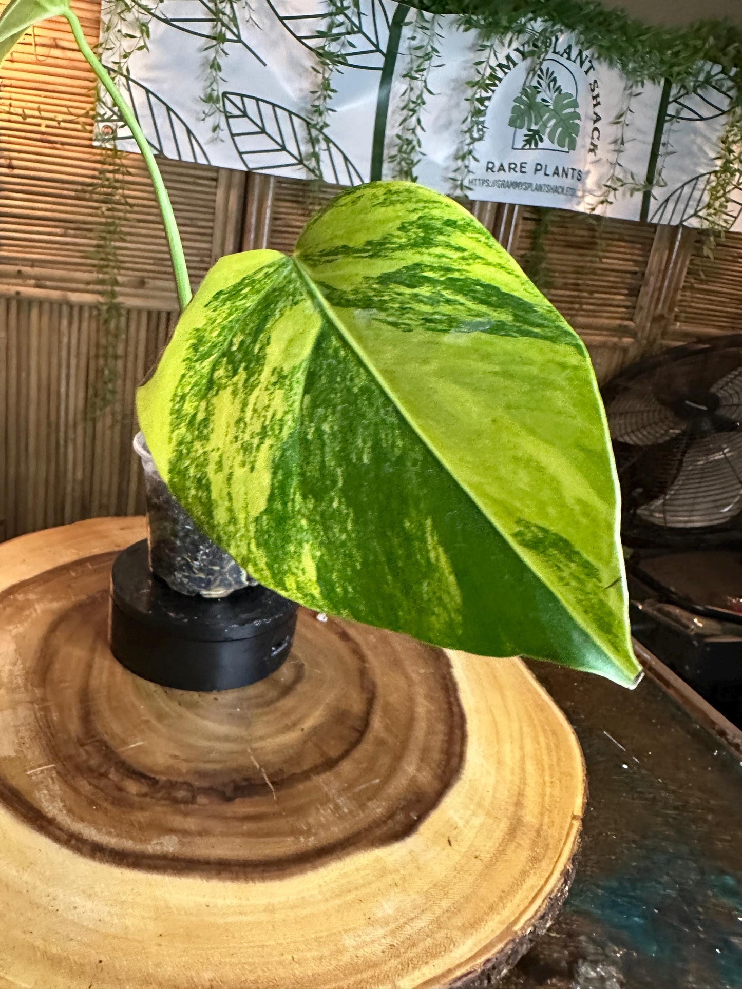 MA64 Monstera Aurea Plant – Variegated Tropical Houseplant, 4” Pot
