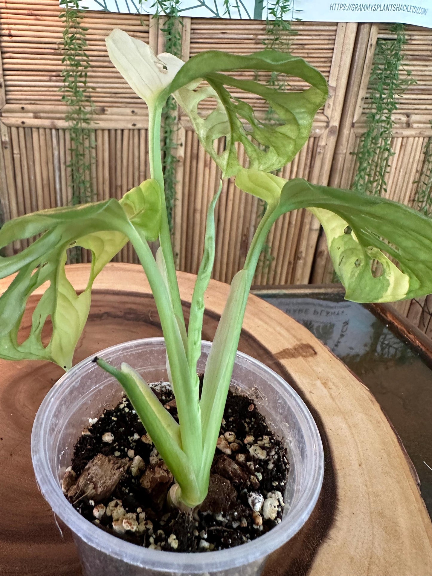 Variegated Monstera Adansonii