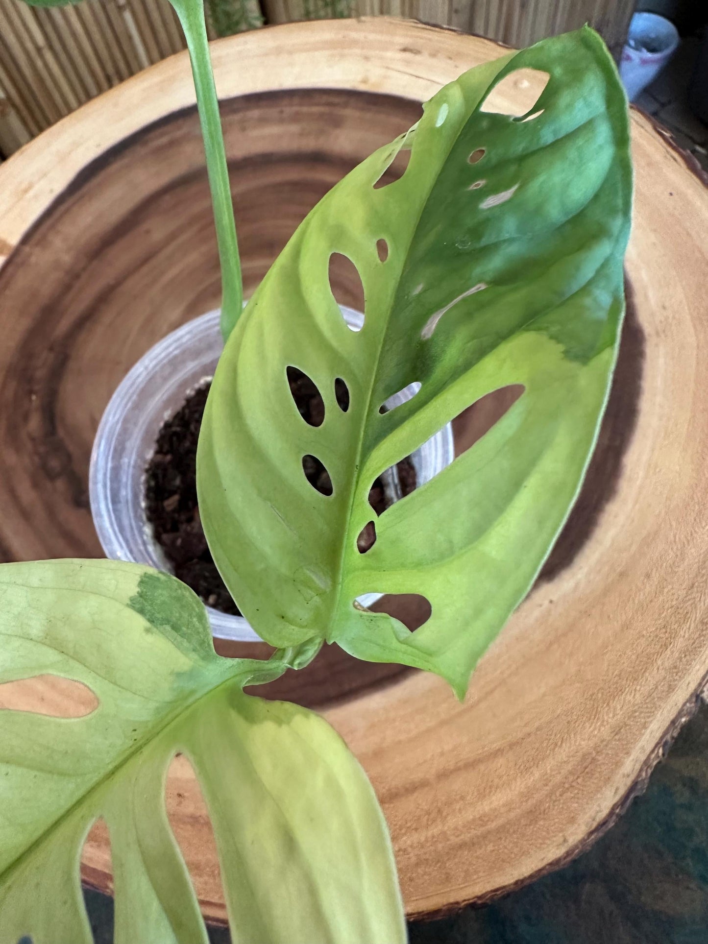 VA51 Variegated Monstera Adansonii exact plant